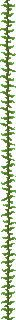 ./assets/minecraft/textures/block/kelpplant.png